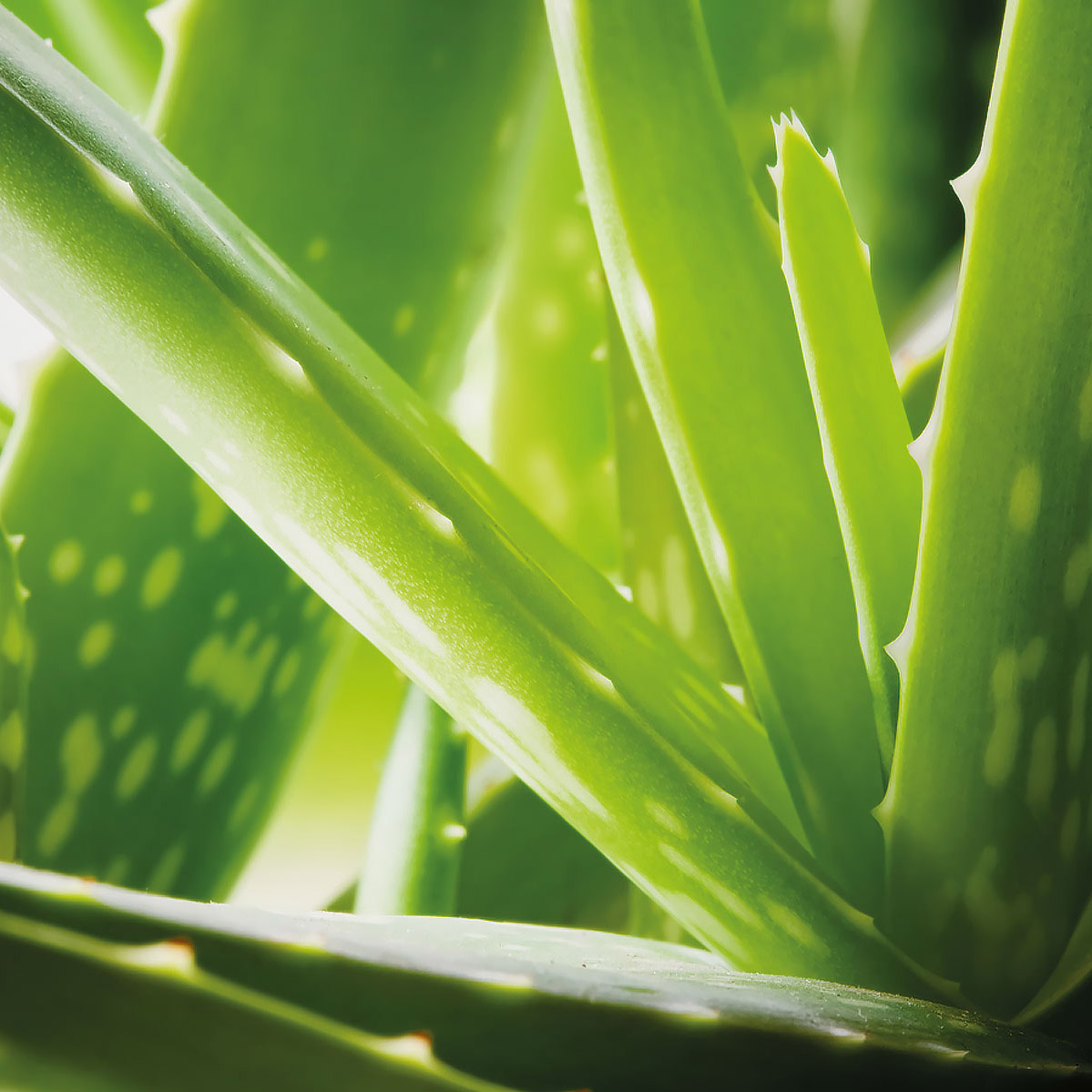 Алоэ барбаденсис. Aloe barbadensis Leaf Juice Powder. Aloe barbadensis Leaf extract. Алоэ фон.